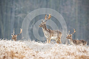 Herd of young fallow deer stags in winter standing on a frosted meadow