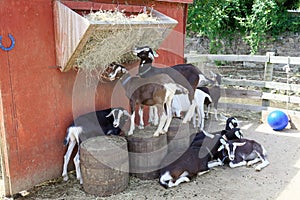 A herd of young goats resting and eating from a hayrick.