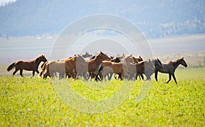 A herd of young horses