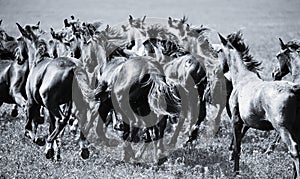 A herd of young horses