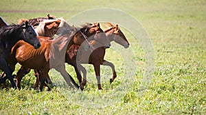 A herd of young horses