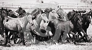 A herd of young horses