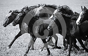 A herd of young horses