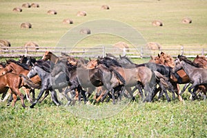 A herd of young horses