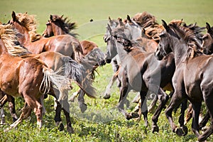 A herd of young horses