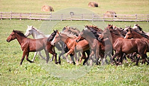 A herd of young horses