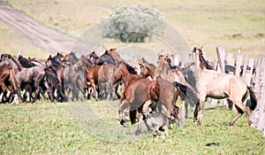A herd of young horses