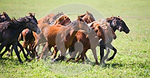 A herd of young horses