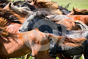 A herd of young horses