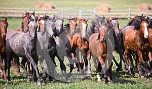 A herd of young horses