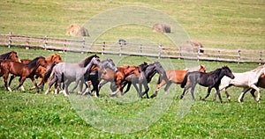 A herd of young horses