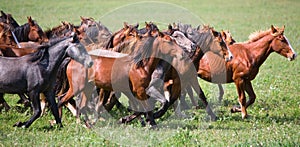 A herd of young horses