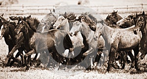 A herd of young horses