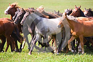 A herd of young horses