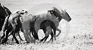 A herd of young horses