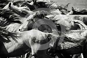 A herd of young horses