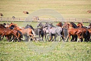 A herd of young horses