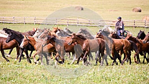 A herd of young horses