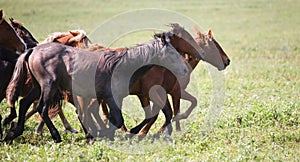 A herd of young horses