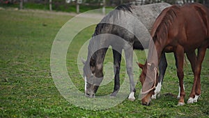 Herd of Young Horses Graze on the Farm Ranch, Animals on Summer Pasture