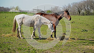 Herd of Young Horses Graze on the Farm Ranch, Animals on Summer Pasture