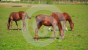 Herd of Young Horses Graze on the Farm Ranch, Animals on Summer Pasture