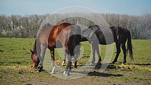 Herd of Young Horses Graze on the Farm Ranch, Animals on Summer Pasture