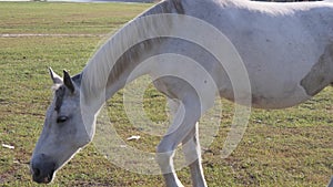 Herd of young horses on the pasture at sunny day