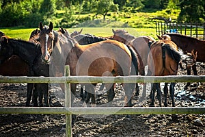 Herd of young horses at summertime