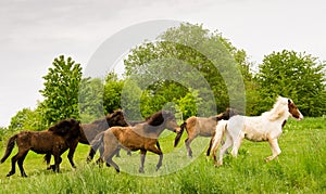 A herd of young icelandic horses in many different colours are running high spirited in a meadow