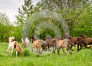 A herd of young icelandic horses in many different colours are running high spirited in a meadow