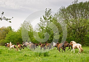 A herd of young icelandic horses in many different colours are running high spirited in a meadow