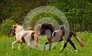 A herd of young icelandic horses in many different colours are running high spirited in a meadow
