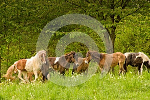 A herd of young icelandic horses in many different colours are running high spirited in a meadow