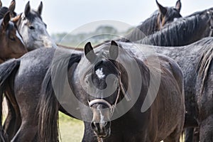 A herd of young mares go to pasture for the first time on a sunny spring day. Blue sky. Heads of dressage and jumping