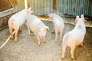 Herd of young piglet on hay and straw at pig breeding farm. Agriculture and livestock production.