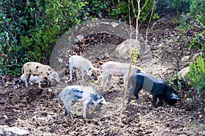 Herd young piglet on hay and straw at sardegna italy sardinia