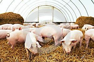 Herd of young piglet at pig breeding farm