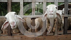 A herd of young sheep in a corral on a farm, agriculture, group of cute sheep domestic animals