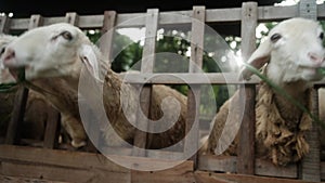 A herd of young sheep in a corral on a farm, agriculture, group of cute sheep domestic animals