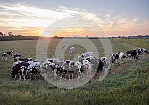 herd of young spotted cows in dutch meadow near river maas in limburg photo