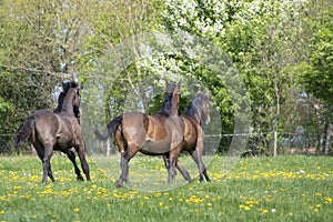 A herd of young stallions go to pasture for the first time on a sunny spring day. Blue sky. Galloping dressage and