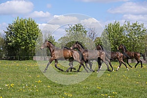 A herd of young stallions go to pasture for the first time on a sunny spring day. Blue sky. Galloping dressage and