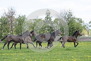 A herd of young stallions go to pasture for the first time on a sunny spring day. Blue sky. Galloping dressage and
