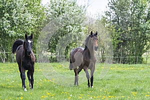 A herd of young stallions go to pasture for the first time on a sunny spring day. Blue sky. Galloping dressage and