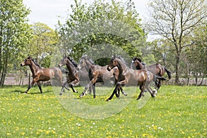 A herd of young stallions go to pasture for the first time on a sunny spring day. Blue sky. Galloping dressage and