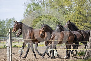 A herd of young stallions go to pasture for the first time on a sunny spring day. Blue sky. Galloping dressage and jumping horse