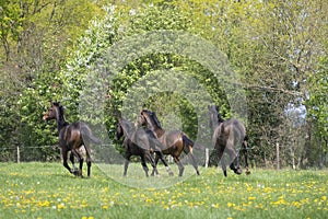 A herd of young stallions go to pasture for the first time on a sunny spring day. Blue sky. Galloping dressage and jumping horse