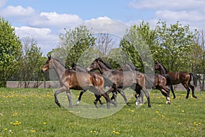 A herd of young stallions go to pasture for the first time on a sunny spring day. Blue sky. Galloping dressage and jumping horse