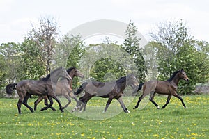 A herd of young stallions go to pasture for the first time on a sunny spring day. Blue sky. Galloping dressage and jumping horse